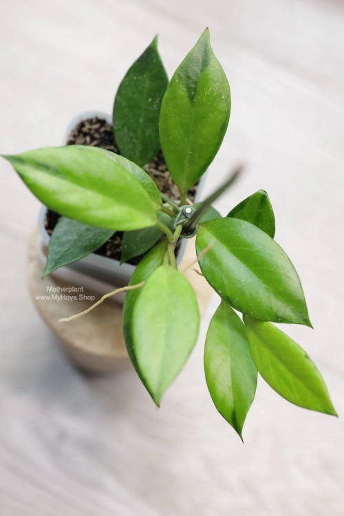 Hoya Aurora Silk