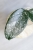 Hoya sp. Son La Silver