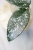 Hoya sp. Son La Silver