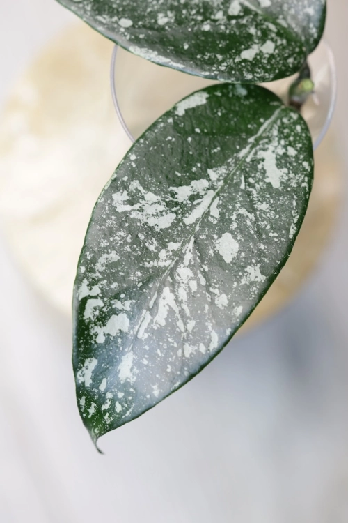 Hoya sp. Son La Silver