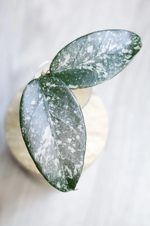 Hoya sp. Son La Silver