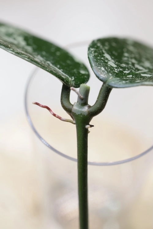 Hoya sp. Son La Silver
