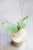 Hoya sp. Son La Silver
