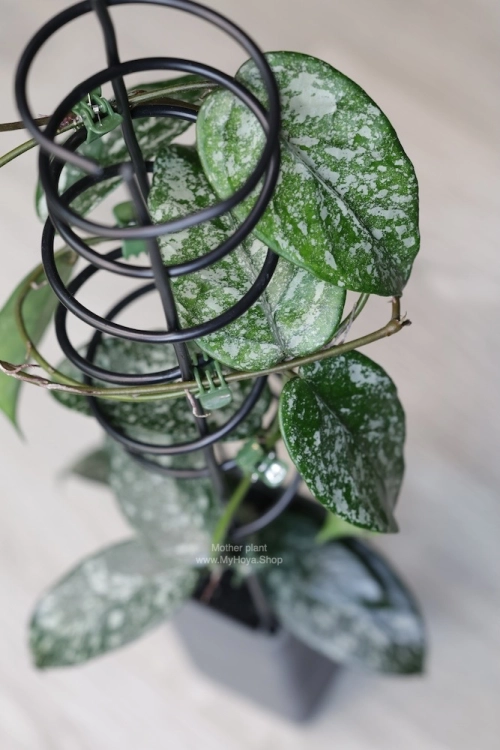Hoya sp. Son La Silver