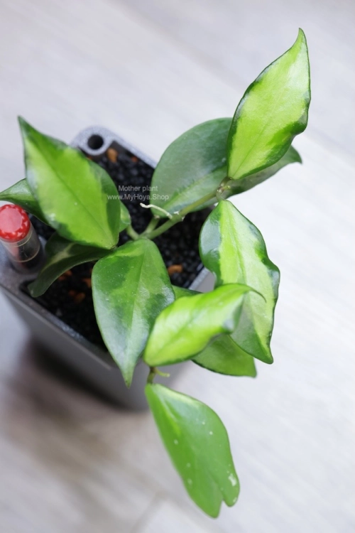 Hoya sp. Son La Silver