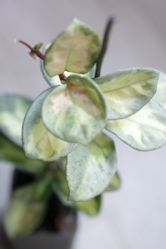 Hoya Carnosa Argentea Princess