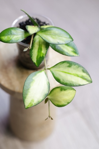 Hoya aff. incurvula Lime Whisper
