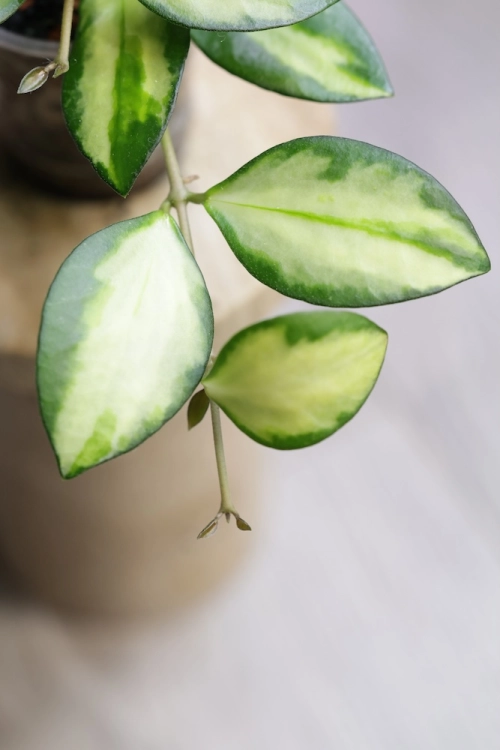 Hoya aff. incurvula Lime Whisper