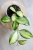 Hoya aff. incurvula Lime Whisper