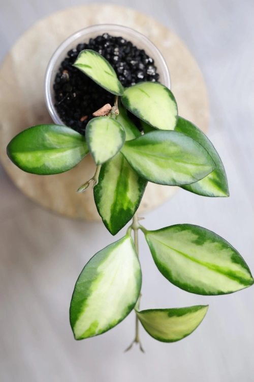 Hoya aff. incurvula Lime Whisper