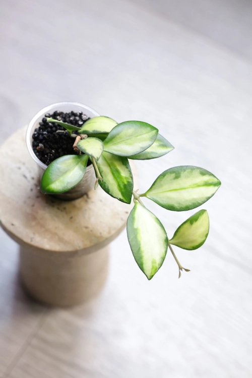 Hoya aff. incurvula Lime Whisper