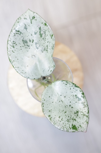 IMG_6273.JPG