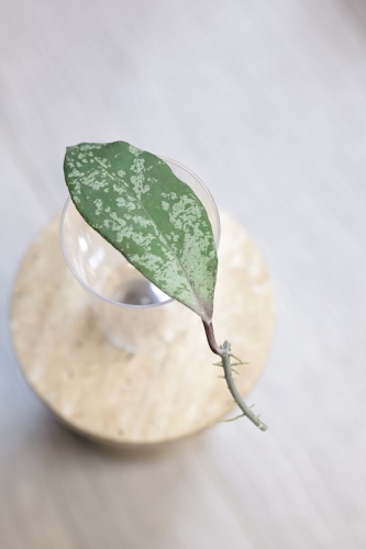 Hoya Fulgenta (H. Nicholsoniae Ghost x H. sp. Gunung Gading)