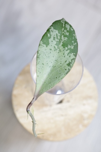 Hoya Fulgenta (H. Nicholsoniae Ghost x H. sp. Gunung Gading)