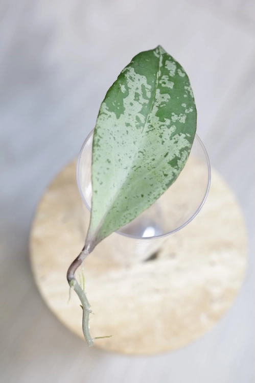 Hoya Fulgenta (H. Nicholsoniae Ghost x H. sp. Gunung Gading)