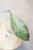 Hoya Fulgenta (H. Nicholsoniae Ghost x H. sp. Gunung Gading)