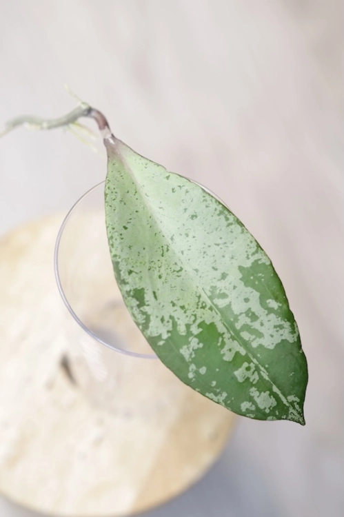 Hoya Fulgenta (H. Nicholsoniae Ghost x H. sp. Gunung Gading)