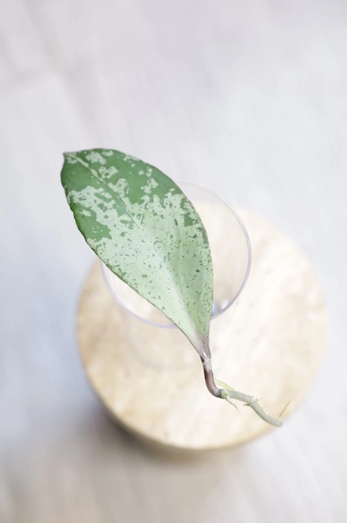 Hoya Fulgenta (H. Nicholsoniae Ghost x H. sp. Gunung Gading)