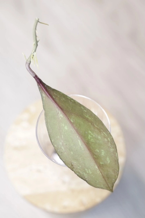 IMG_6437.JPGaHoya Fulgenta (H. Nicholsoniae Ghost x H. sp. Gunung Gading)