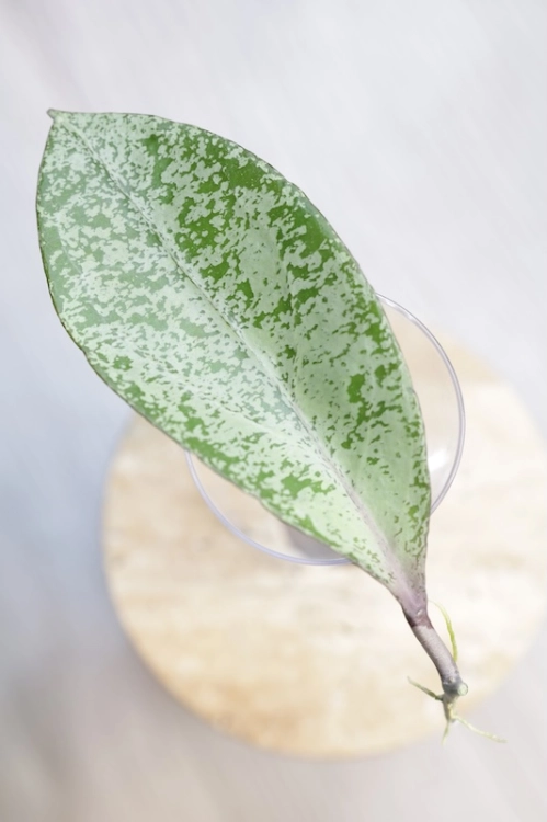 Hoya Fulgenta (H. Nicholsoniae Ghost x H. sp. Gunung Gading)