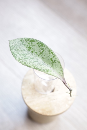 Hoya Fulgenta (H. Nicholsoniae Ghost x H. sp. Gunung Gading)