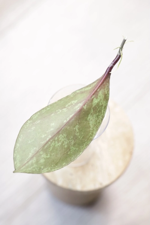 Hoya Fulgenta (H. Nicholsoniae Ghost x H. sp. Gunung Gading)