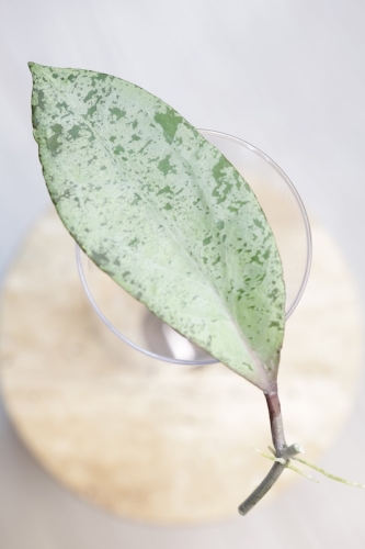 Hoya Fulgenta (H. Nicholsoniae Ghost x H. sp. Gunung Gading)