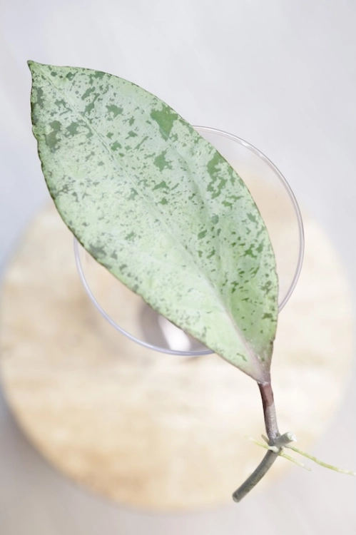 Hoya Fulgenta (H. Nicholsoniae Ghost x H. sp. Gunung Gading)