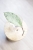 Hoya Fulgenta (H. Nicholsoniae Ghost x H. sp. Gunung Gading)