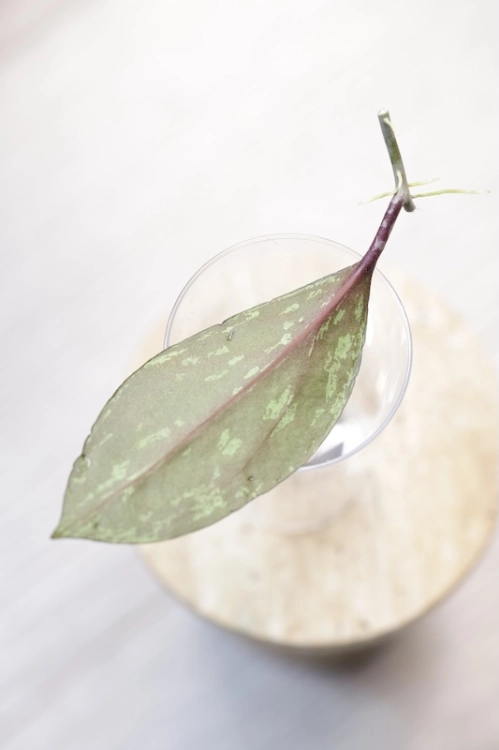 Hoya Fulgenta (H. Nicholsoniae Ghost x H. sp. Gunung Gading)
