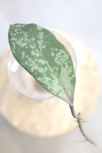 Hoya Fulgenta (H. Nicholsoniae Ghost x H. sp. Gunung Gading)