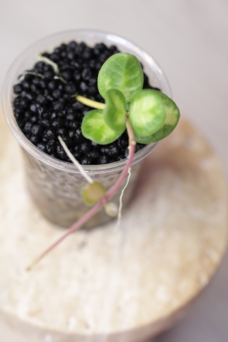 Hoya Tengchongensis Variegata