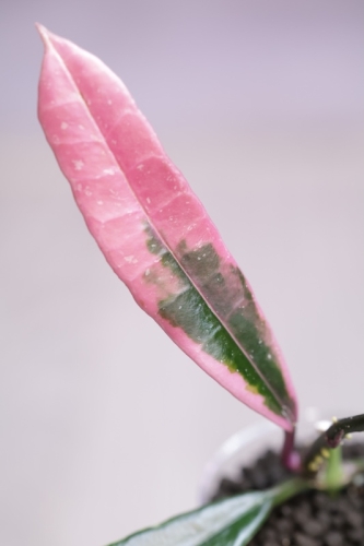 Hoya Griffithii Albomarginata