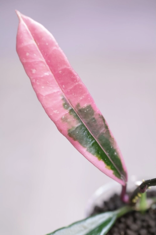 Hoya Griffithii Albomarginata