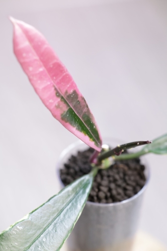 Hoya Griffithii Albomarginata