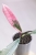 Hoya Griffithii Albomarginata