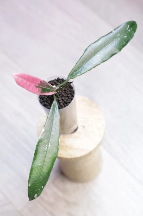 Hoya Griffithii Albomarginata