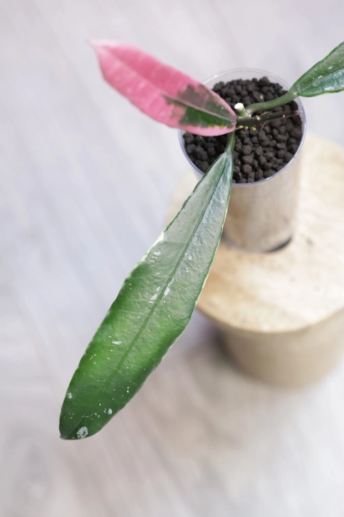 Hoya Griffithii Albomarginata