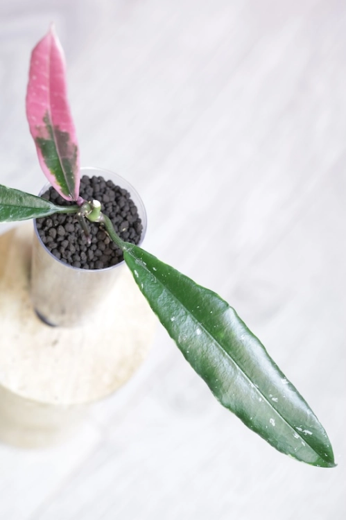 Hoya Griffithii Albomarginata