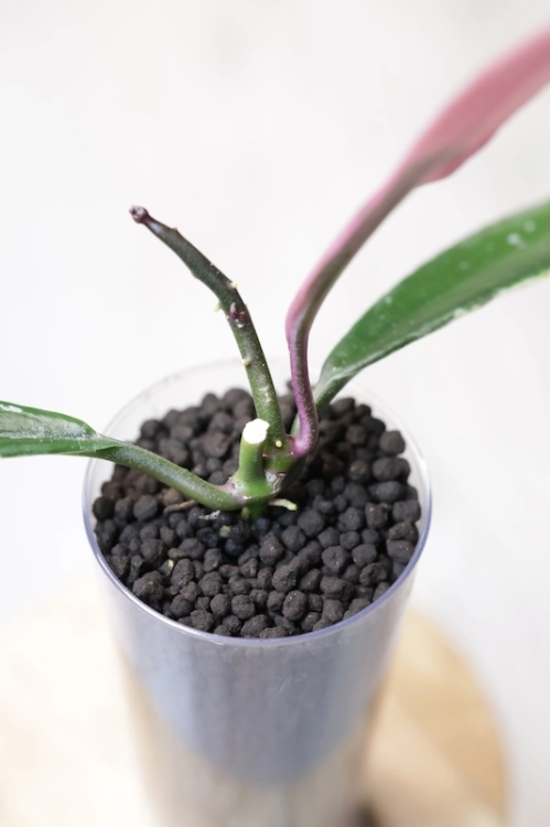 Hoya Griffithii Albomarginata