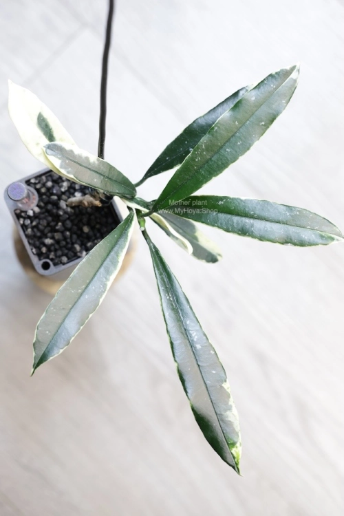 Hoya Griffithii Albomarginata