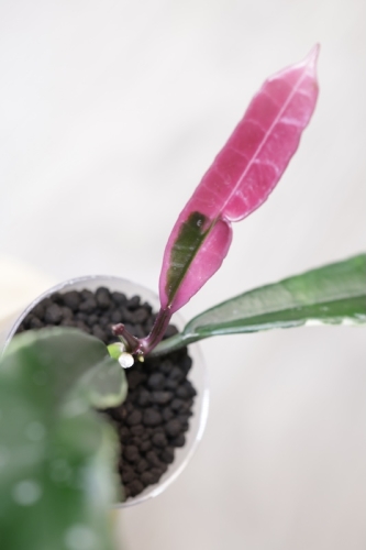 Hoya Griffithii Albomarginata