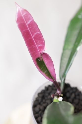 Hoya Griffithii Albomarginata