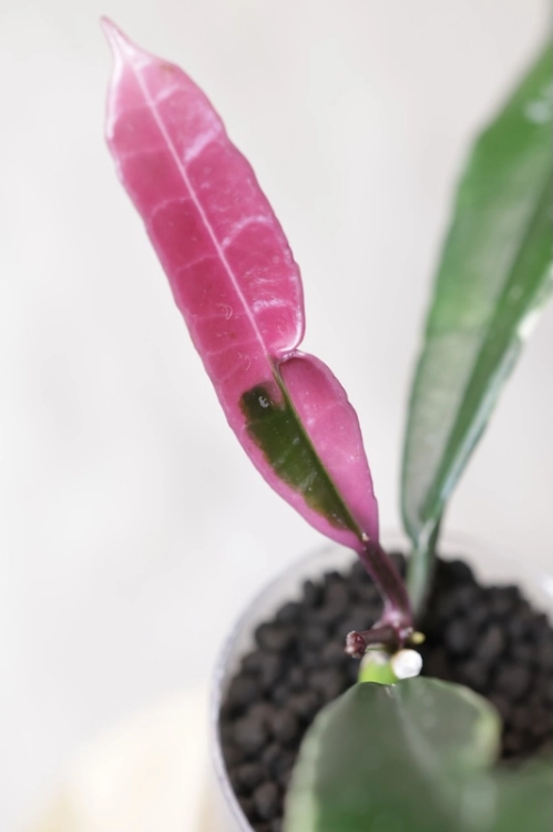 Hoya Griffithii Albomarginata