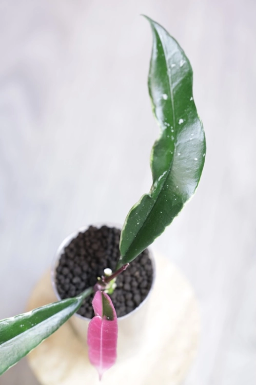 Hoya Griffithii Albomarginata