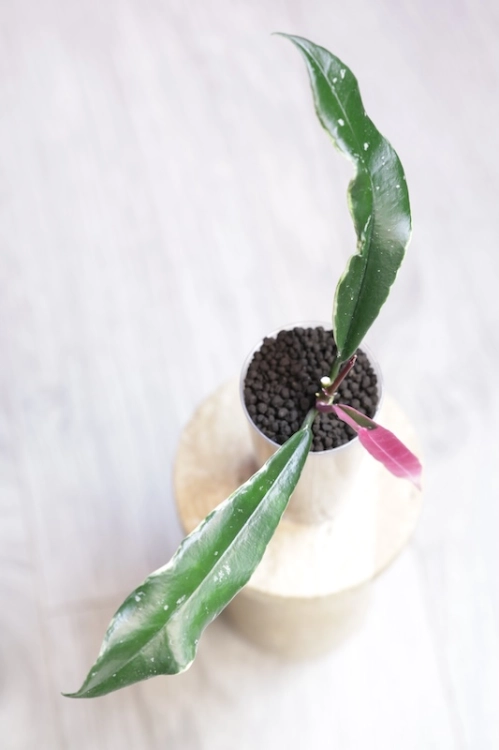 Hoya Griffithii Albomarginata