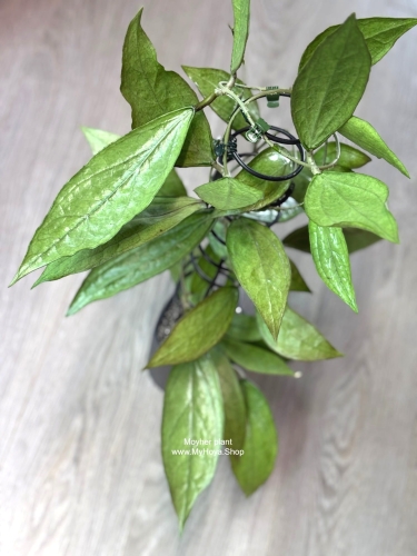 Hoya Germany Silver