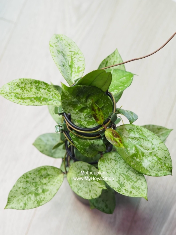 Hoya Meena Silver (Crassipetiolata Splash X Michelle Splash)