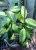 Hoya Caudata Variegata