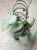 Hoya Caudata Argene.jpeg